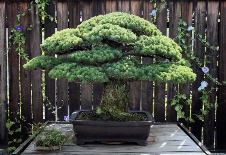 How Long Do Bonsai Trees Live