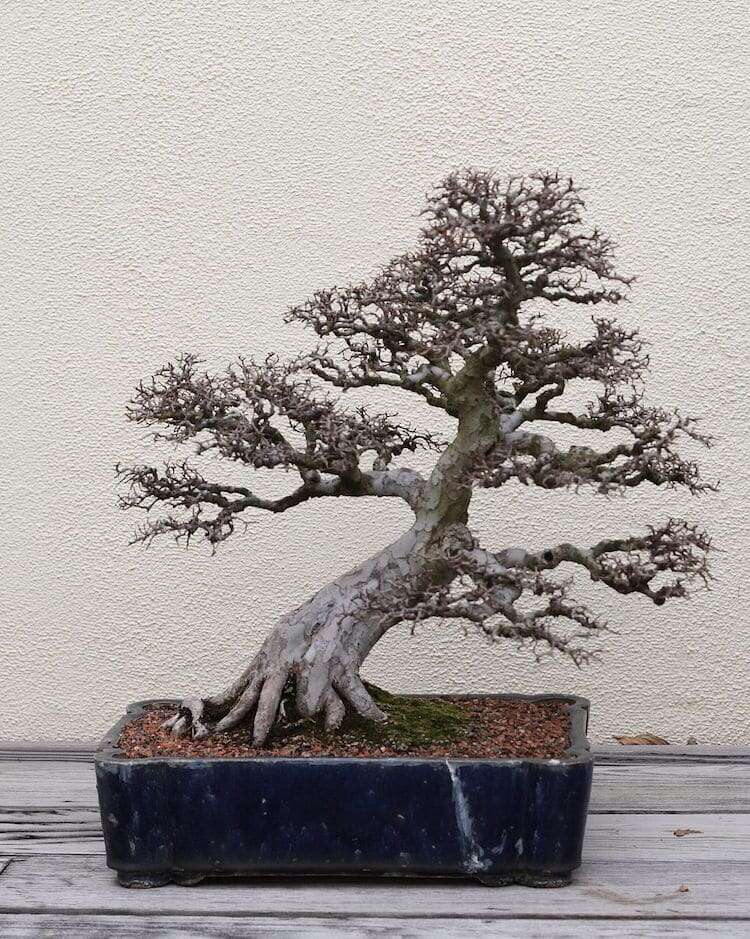 What Do Bonsai Trees Represent