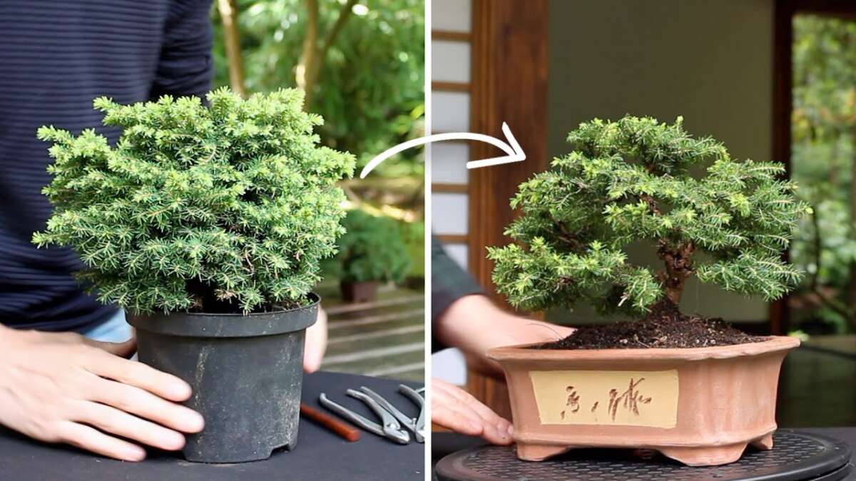 How To Bonsai A Tree