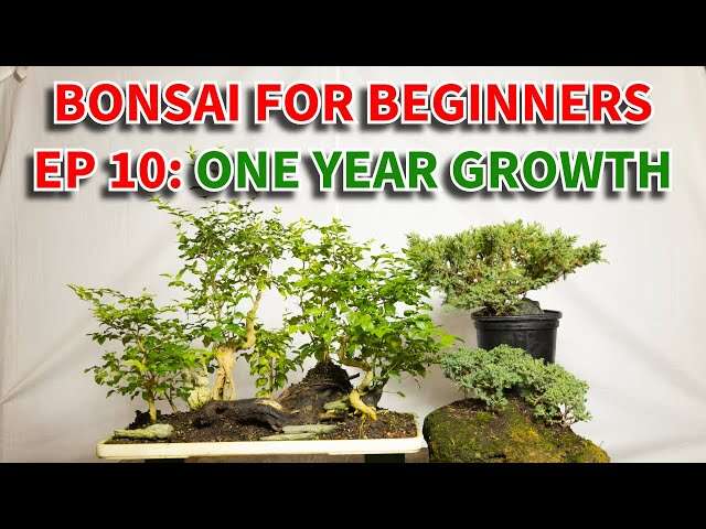How Long Do Bonsai Trees Take To Grow