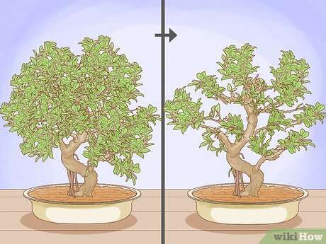How To Cut A Bonsai Tree