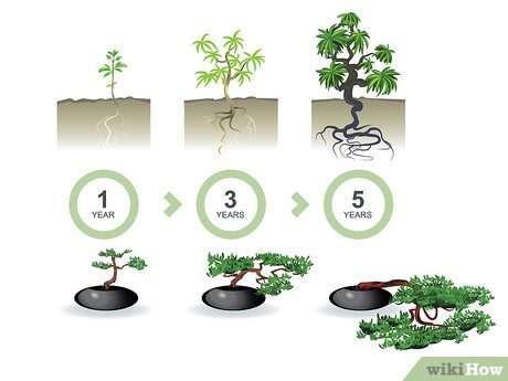 How To Plant Bonsai Seeds