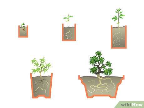 How To Start A Bonsai Tree
