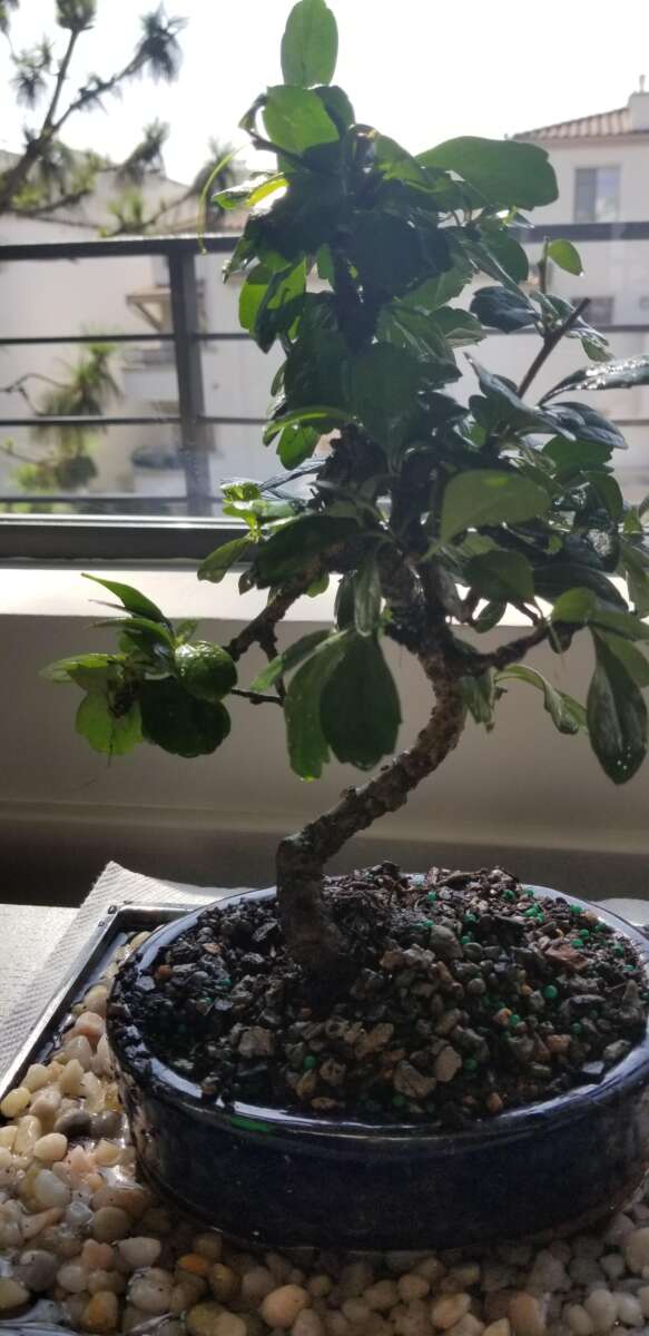 How Often To Water Bonsai