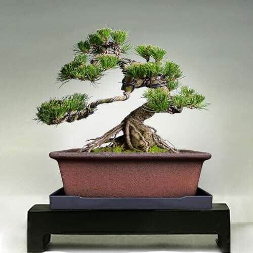 Best Clay For Bonsai Pots