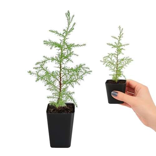 Best Bonsai Trees For Arizona