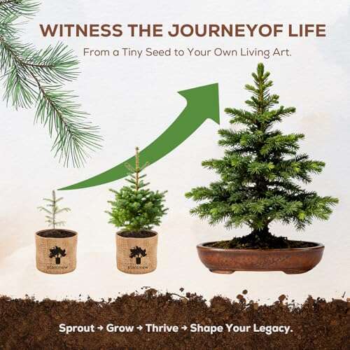 Best Bonsai Trees For Florida