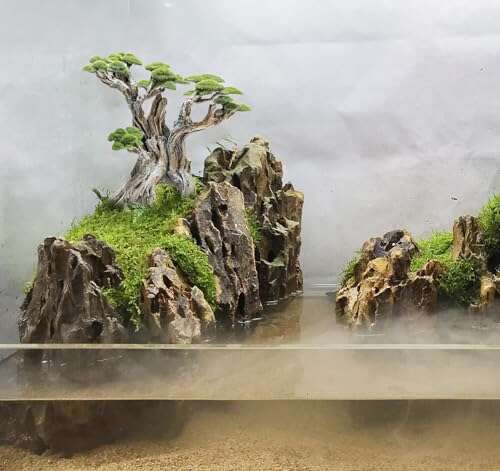 Best Bonsai Tree For Terrarium