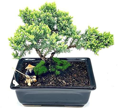 Best Evergreen Trees For Bonsai