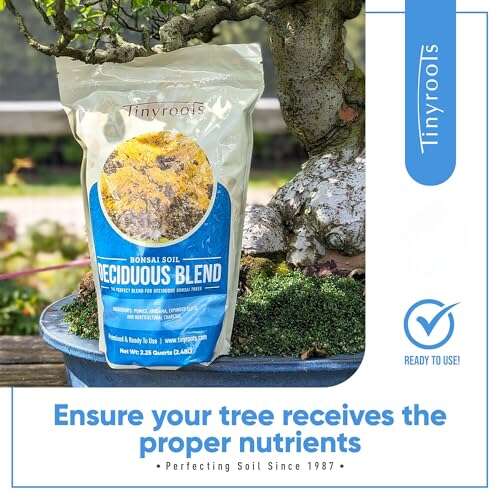 Best Deciduous Trees For Bonsai