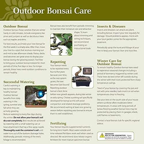 Best Bonsai Trees For Outdoors