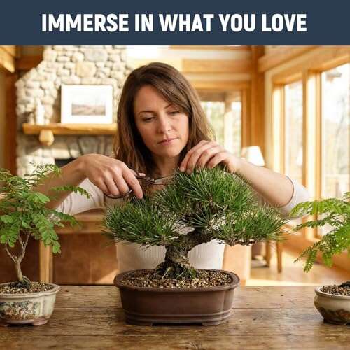 Best Bonsai Trees For Sale