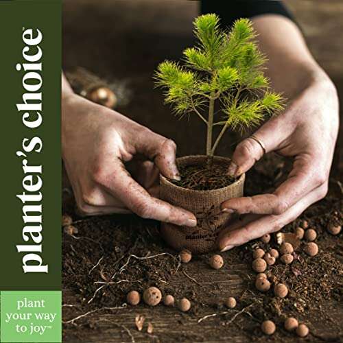 Best Bonsai Species For Indoor
