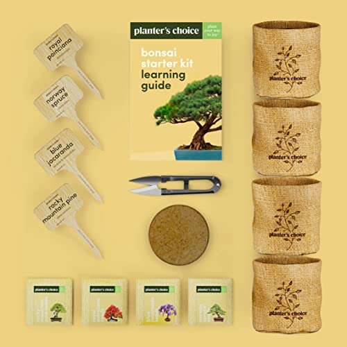 Best Bonsai Seeds For Beginners