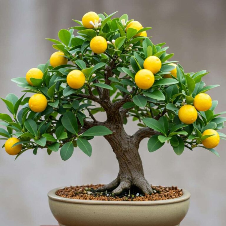 How To Grow Bonsai Plants