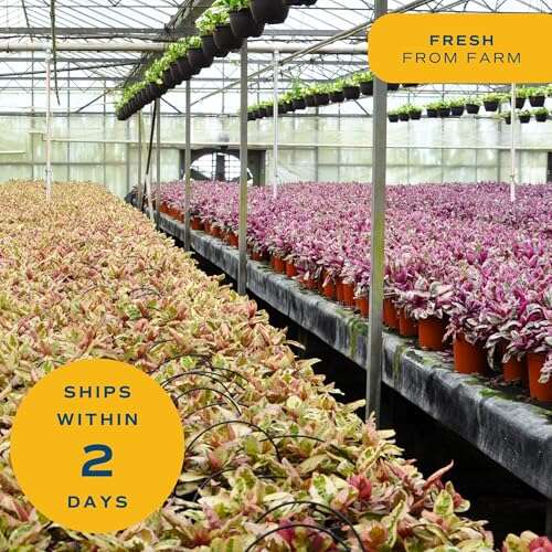 Best Bonsai Plants For Indoors