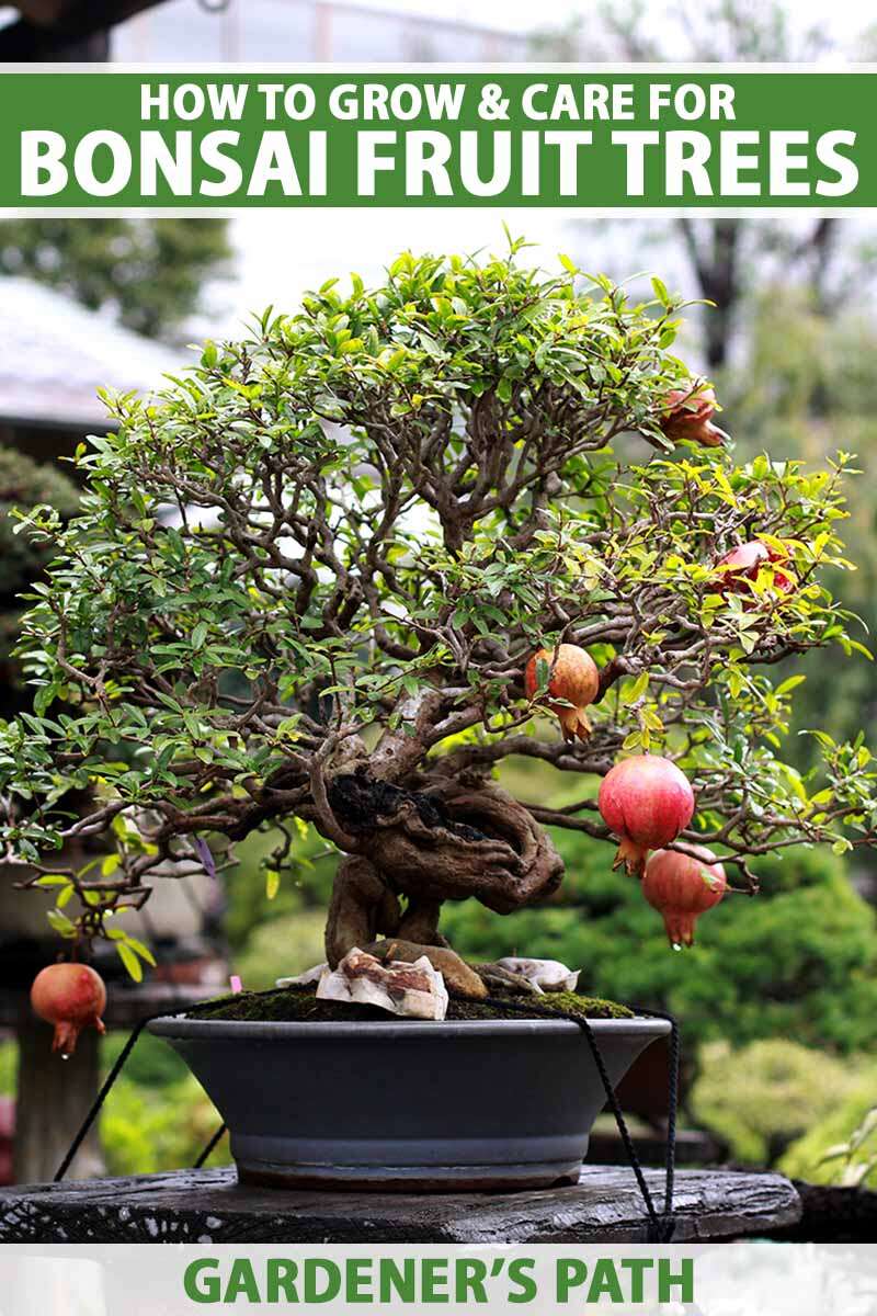 How To Start A Bonsai Plant