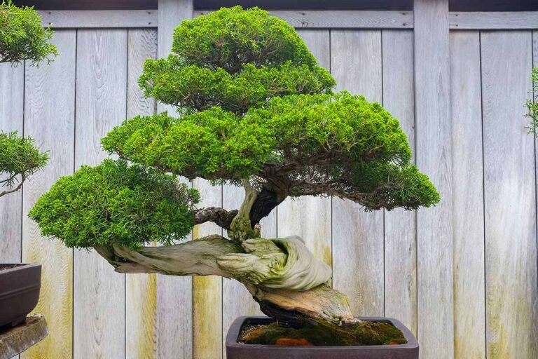 How To Shape A Bonsai Tree