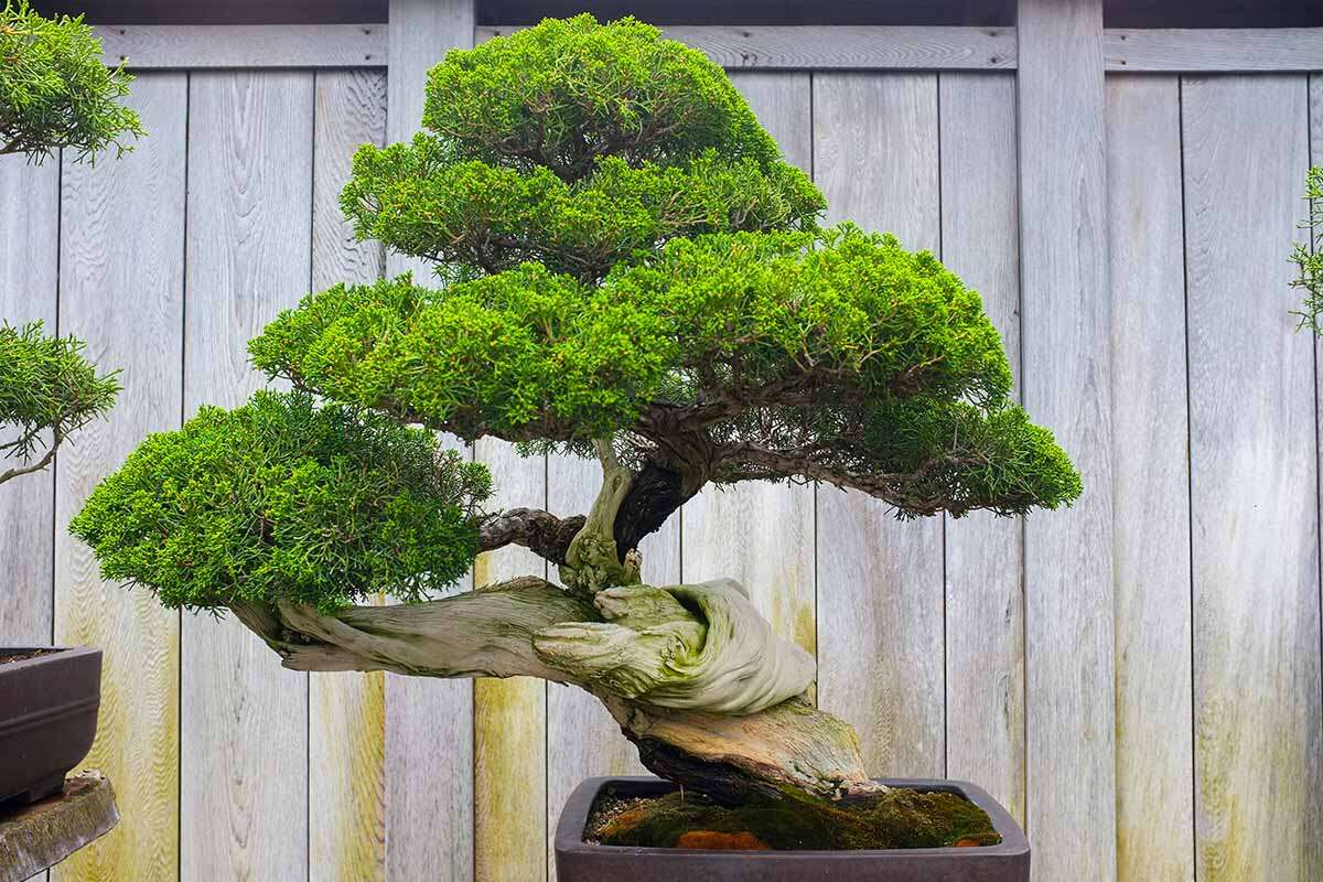 How To Shape A Bonsai Tree