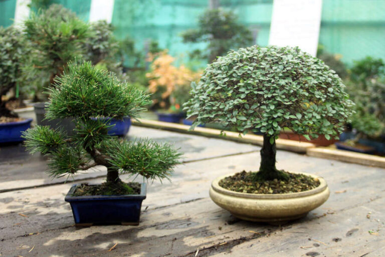Are Bonsai Trees Hard To Grow
