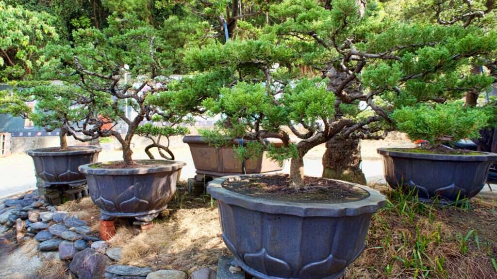 Can Any Tree Be A Bonsai