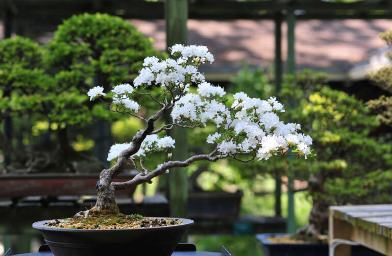 Do Fast Growing Trees Make Good Bonsai
