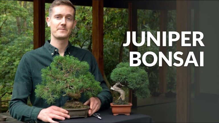 How To Care For Juniper Bonsai