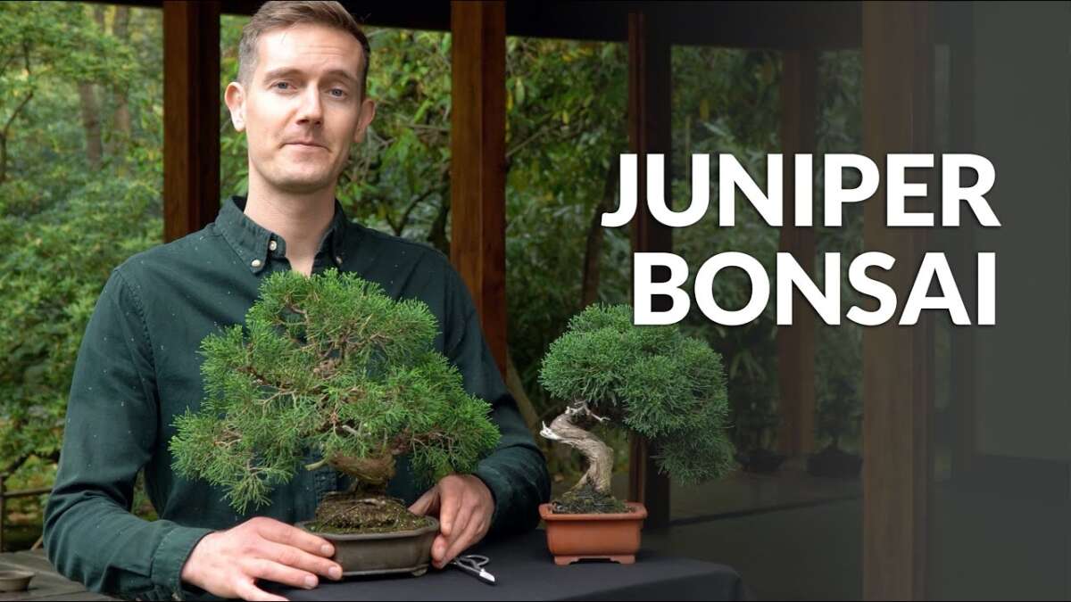 How To Care For Juniper Bonsai