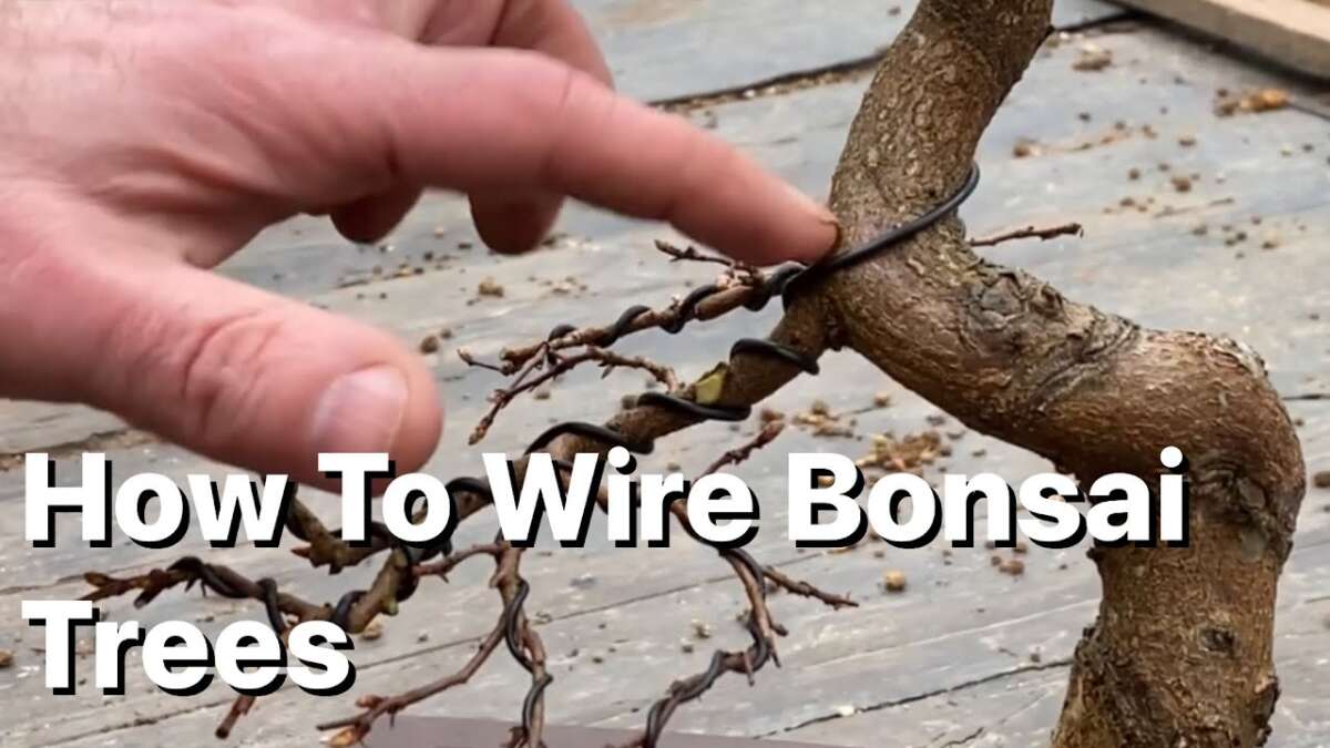 How To Wire A Bonsai Tree