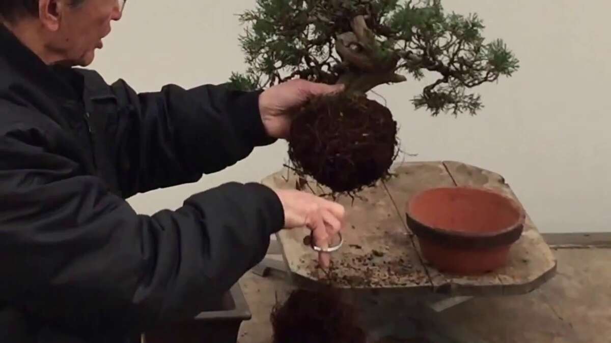 How To Repot A Bonsai Tree