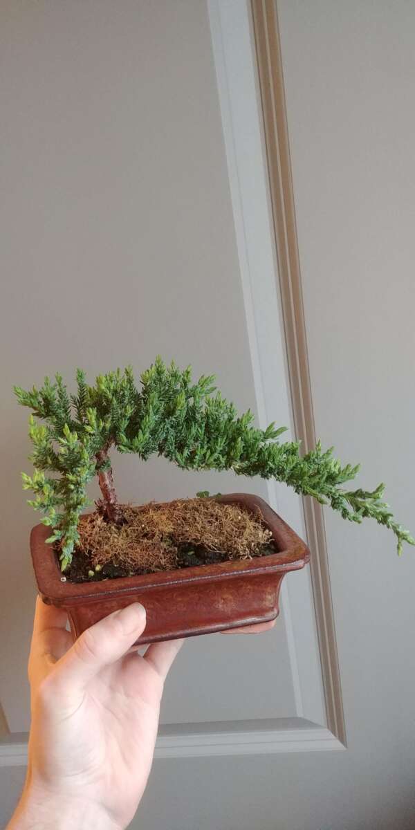 How To Prune Juniper Bonsai