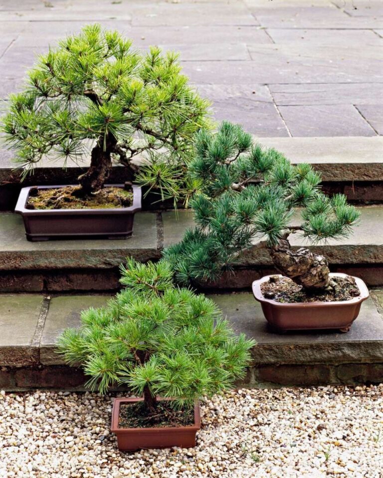 How To Keep A Bonsai Tree Alive