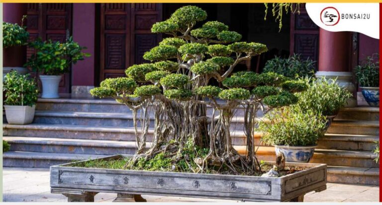 How Big Are Bonsai Trees