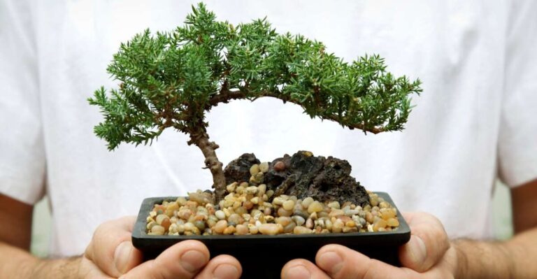 How Often Should I Water My Bonsai Tree
