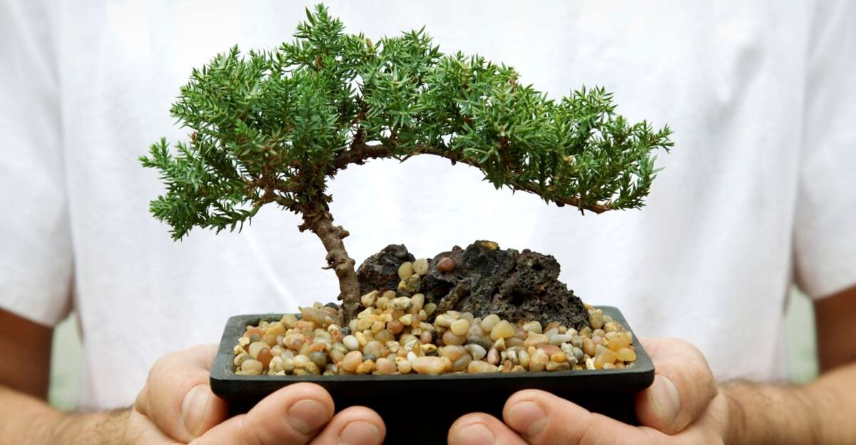 How Often Should I Water My Bonsai Tree