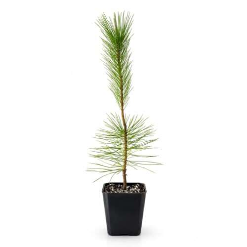 Best Pine Tree For Bonsai