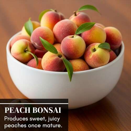Best Fruit Tree For Bonsai