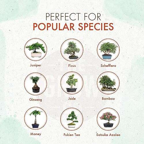Best Fertilizer For Fukien Tea Bonsai