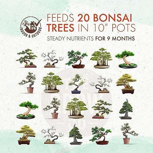 Best Place For A Bonsai Tree