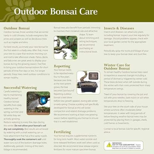 Best Maple Tree For Bonsai