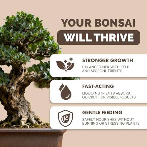 Best Fertilizer For Ficus Bonsai