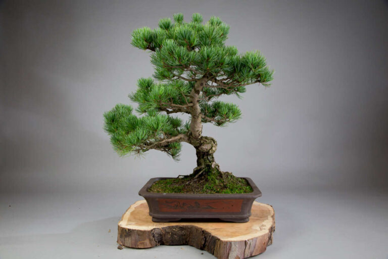 Can I Bonsai Any Tree