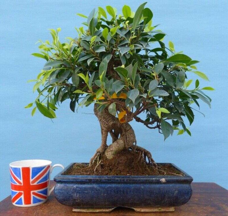 How To Maintain A Bonsai Tree
