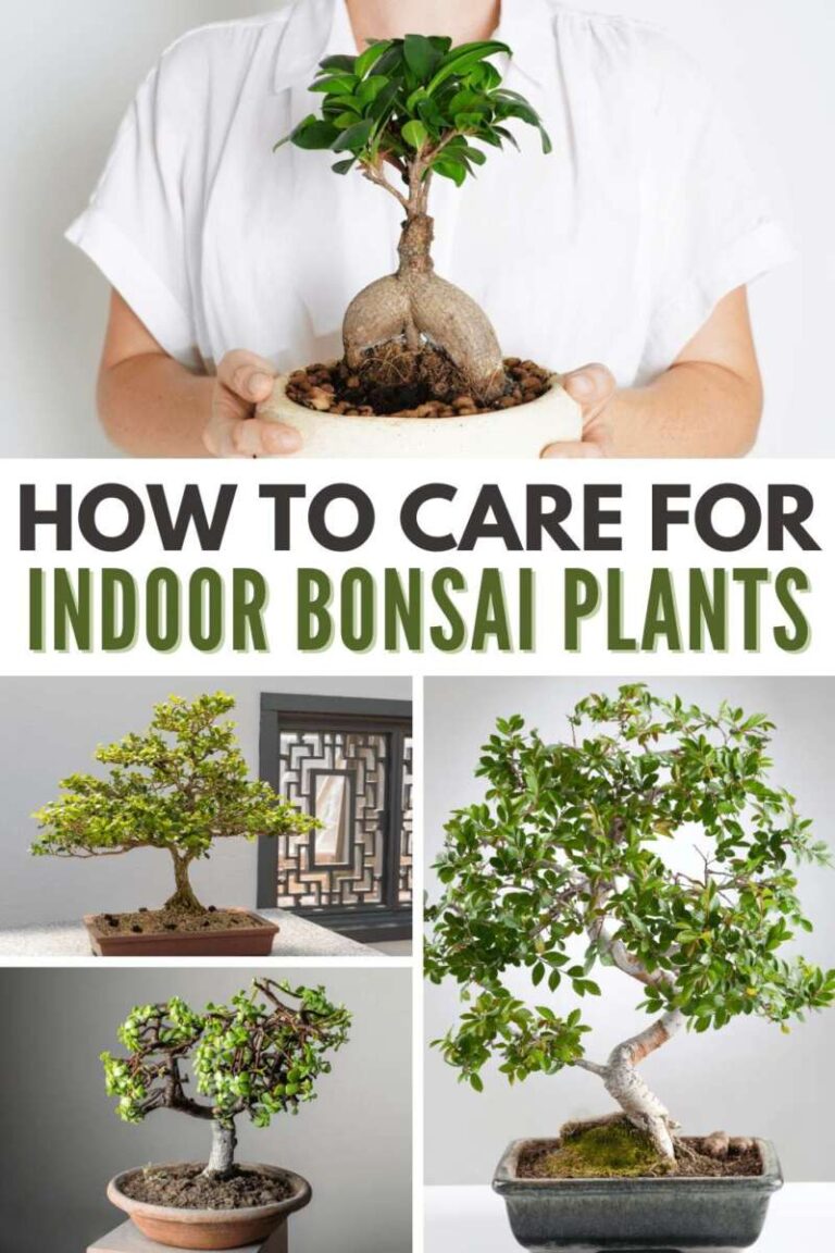 How To Take Care Of A Bonsai Tree Indoors