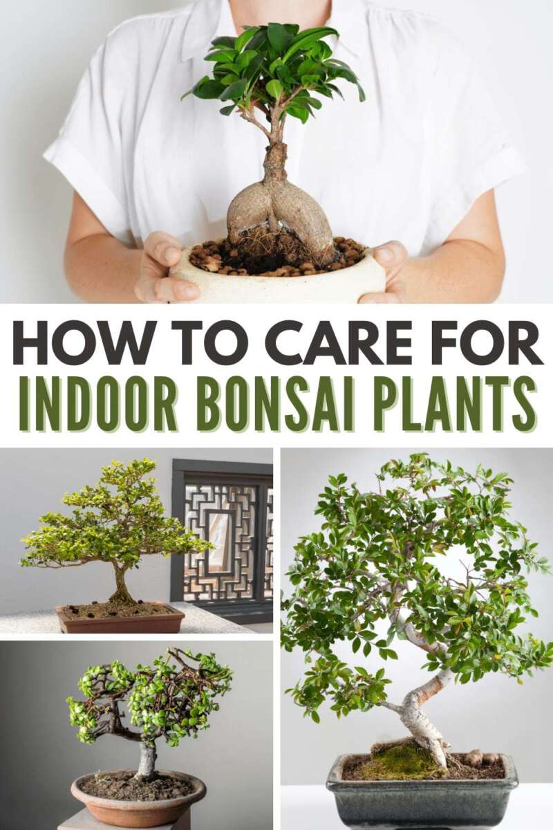 How To Take Care Of A Bonsai Tree Indoors