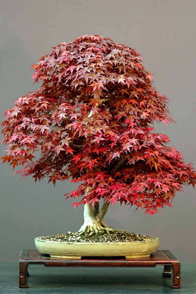 How To Bonsai A Japanese Maple