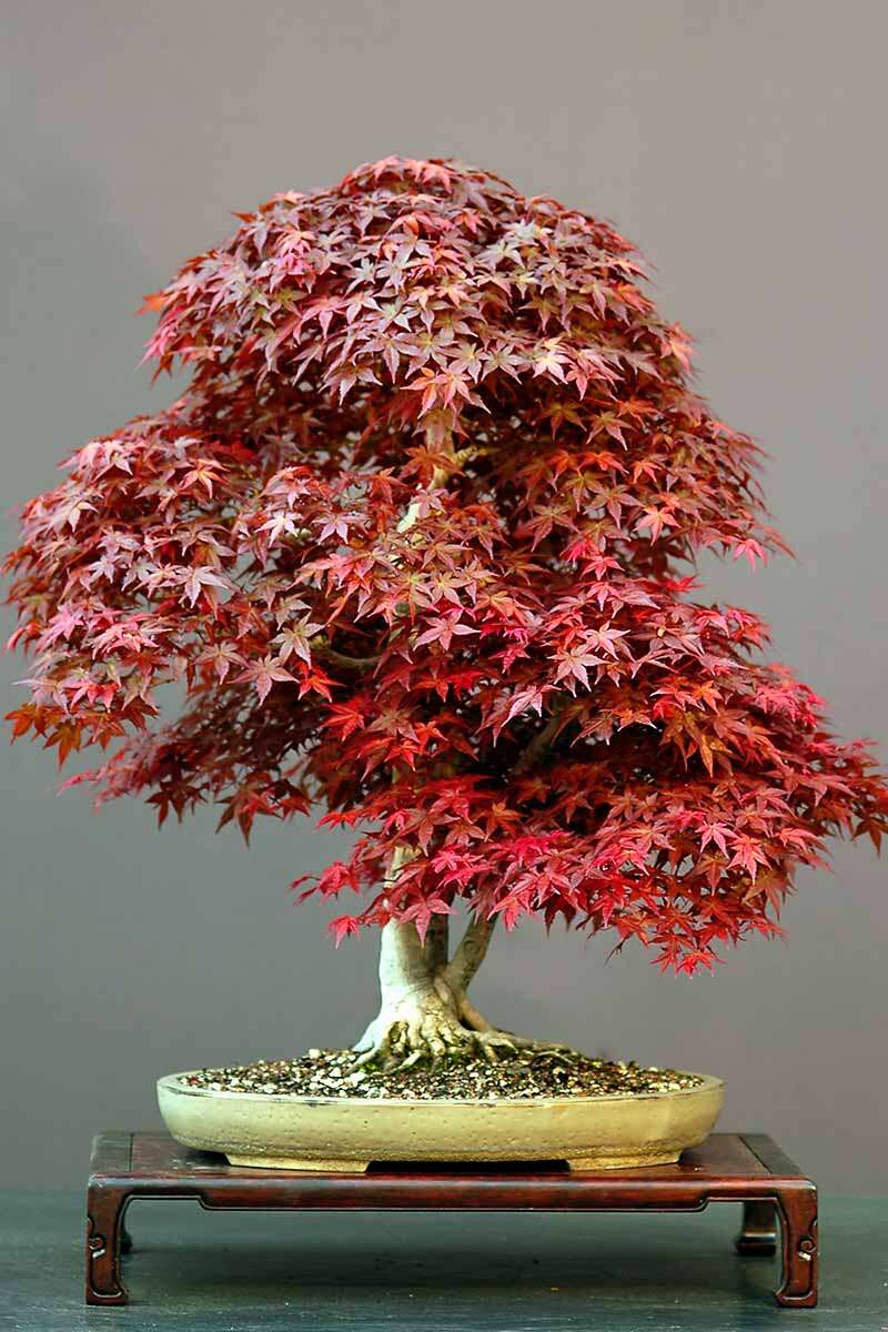 How To Bonsai A Japanese Maple