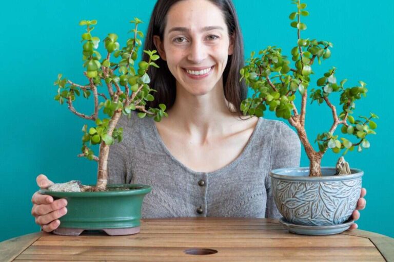 How Fast Do Bonsai Trees Grow