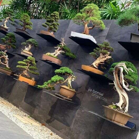 Why Are Bonsai Trees So Expensive