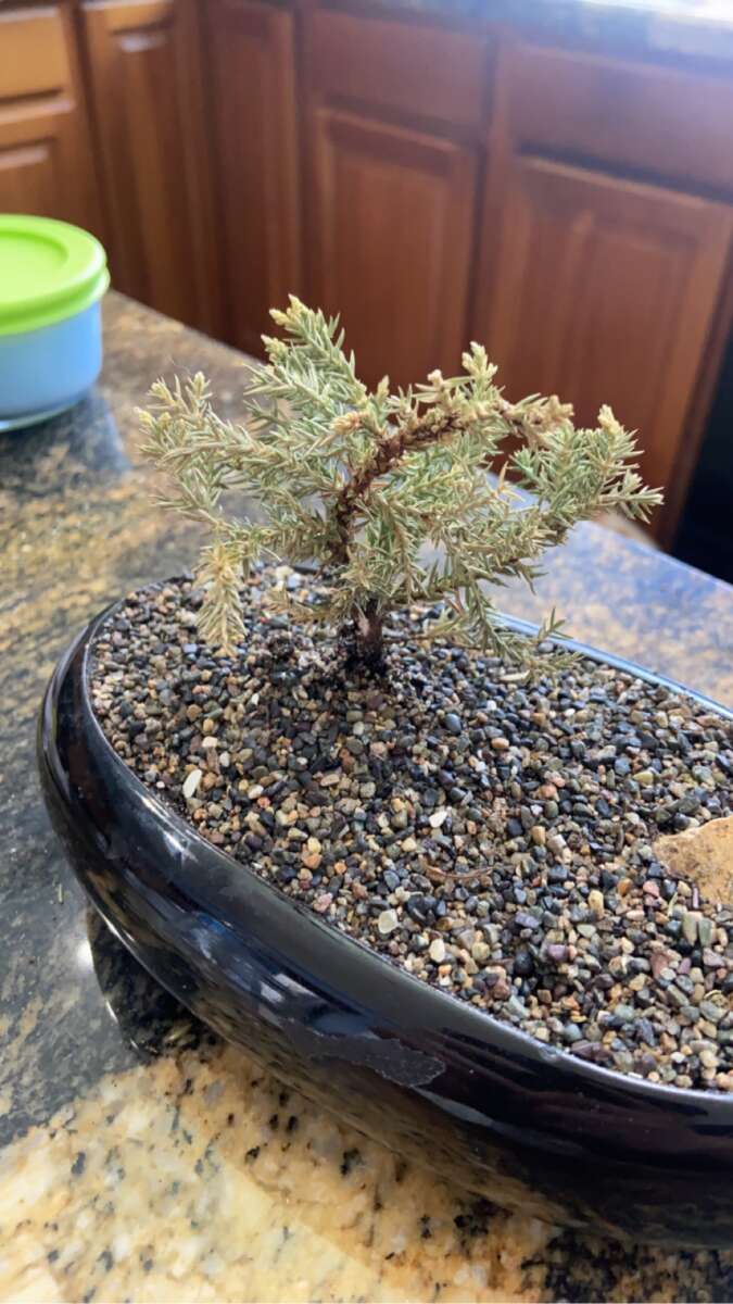Is My Bonsai Tree Dead